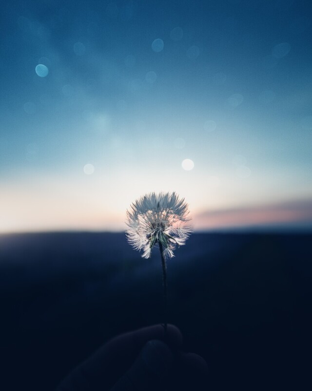 Novice_1/bloom-blossom-dandelion-2637288